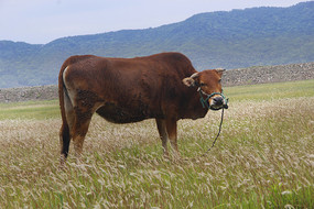 小型牛糞有機(jī)肥生產(chǎn)線的設(shè)備需要花費(fèi)多少錢？